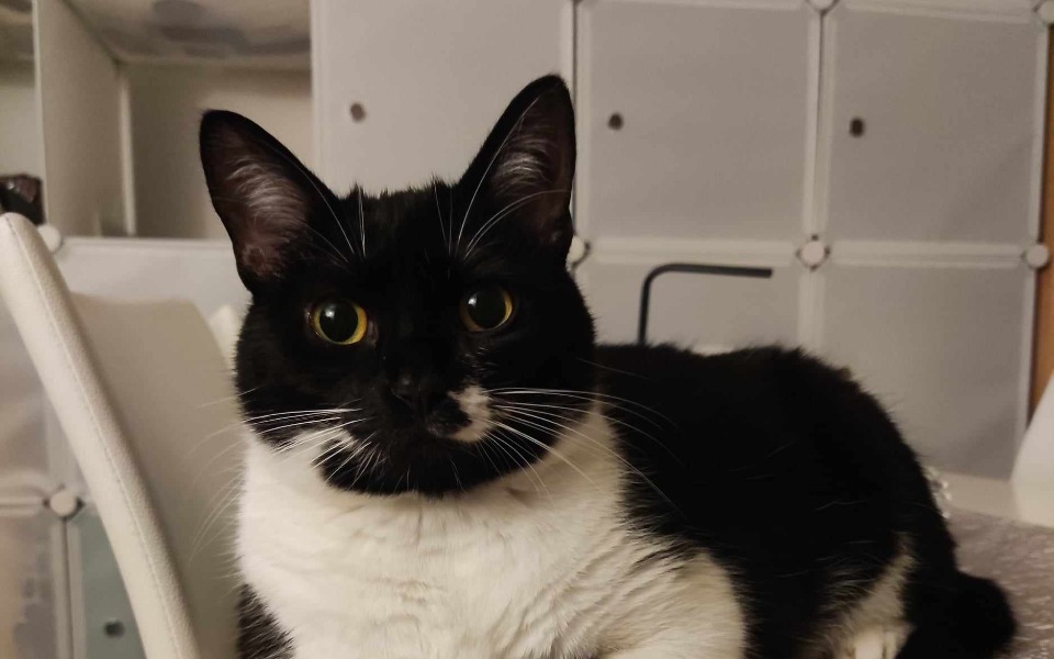 
        Zbiórka Dla kotów, swoich i bezdomnych. - zdjęcie główne
    