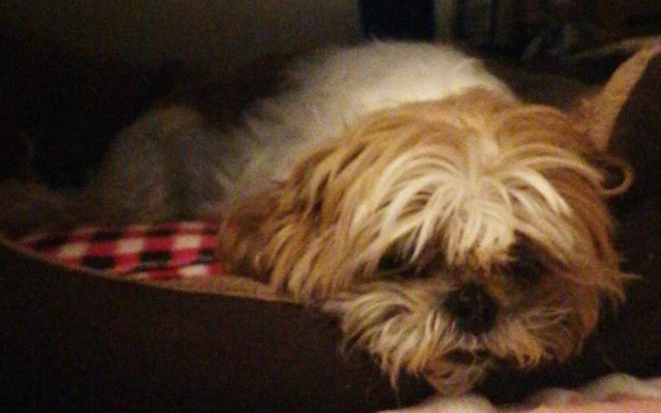 
        Zbiórka Na leczenie biednej Lusi - zdjęcie główne
    