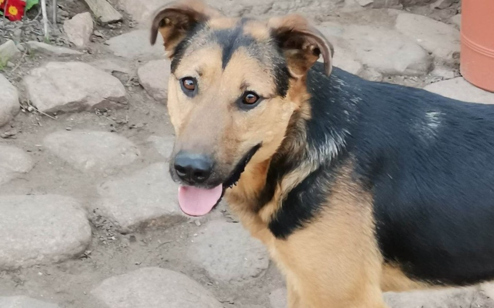 
        Zbiórka Felixowi na hotelik 3 m-ce - zdjęcie główne
    