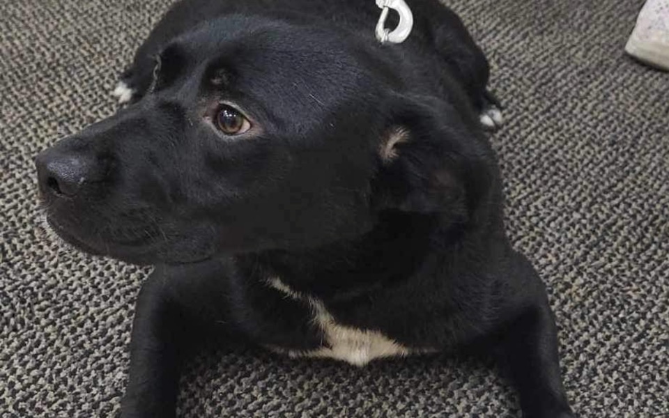 
        Zbiórka Ratujemy 3 psy przed schroniskie - zdjęcie główne
    