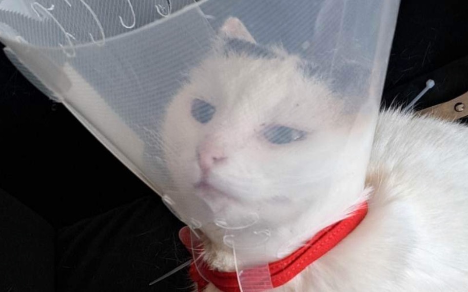 
        Zbiórka Pomoc dla Milusi. - zdjęcie główne
    