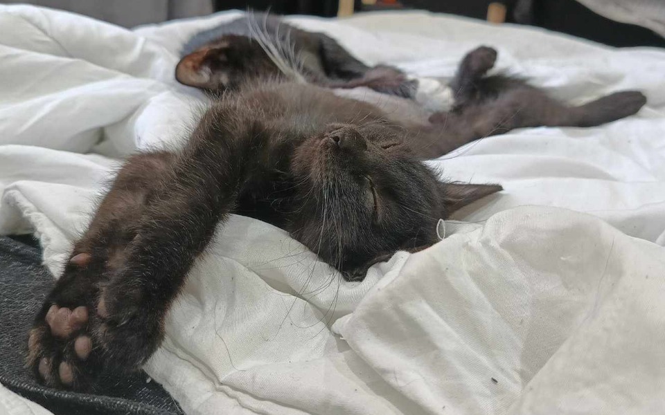 
        Zbiórka Karma do domu tymczasowego - zdjęcie główne
    