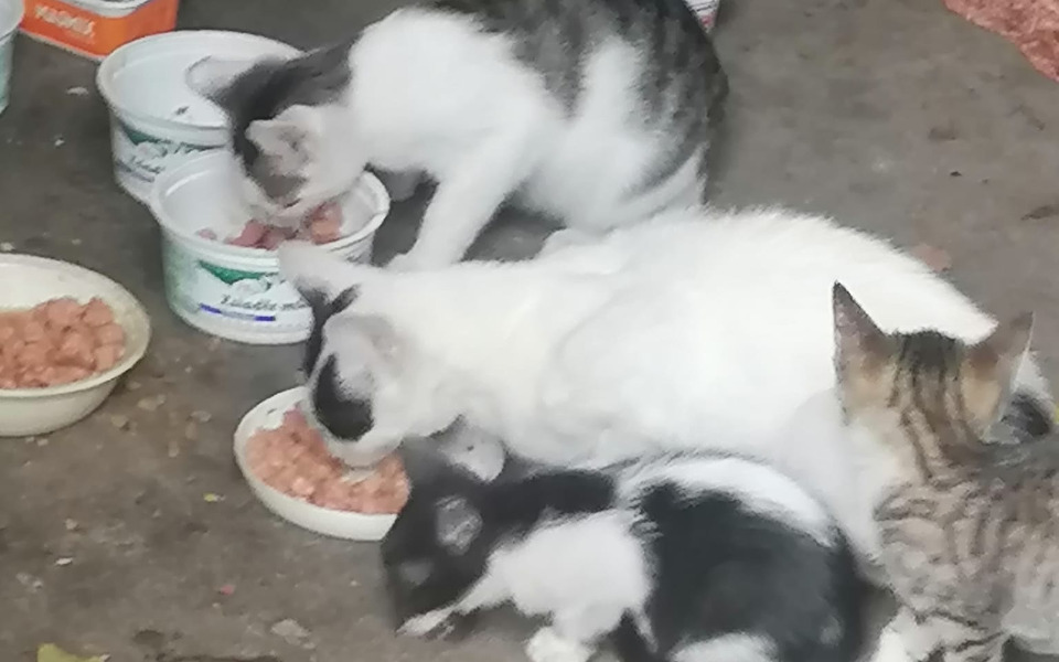 
        Zbiórka Aby uratować wiejskie koty - zdjęcie główne
    