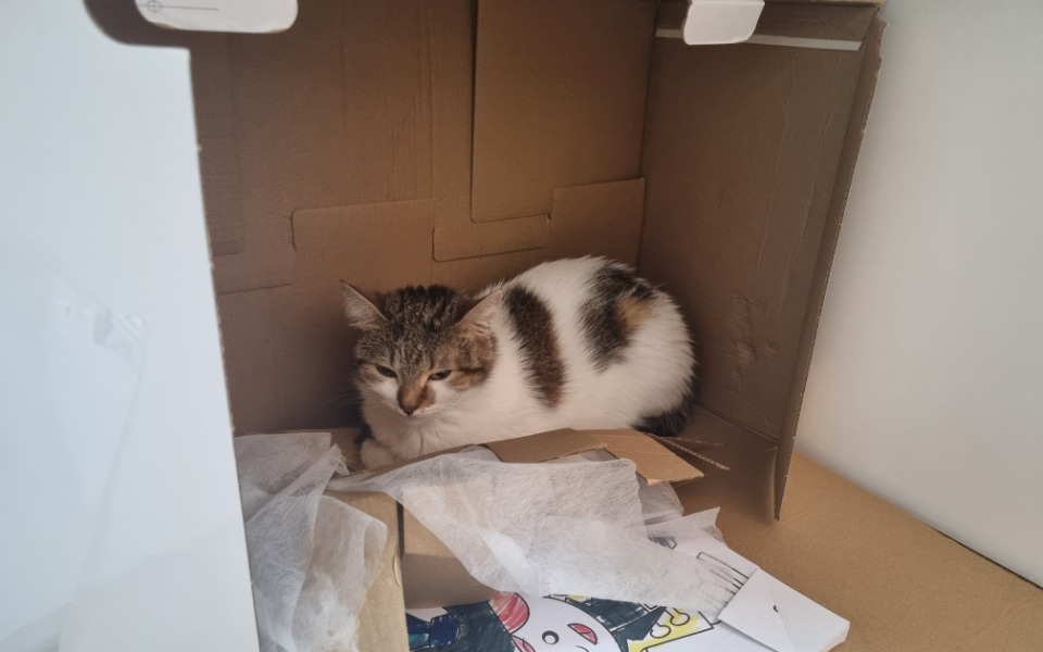 
        Zbiórka Moja kicia - zdjęcie główne
    