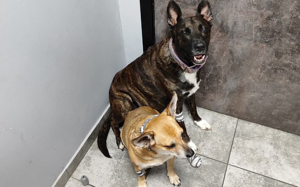 
        Zbiórka Sfora zbiera na weterynarza - zdjęcie główne
    