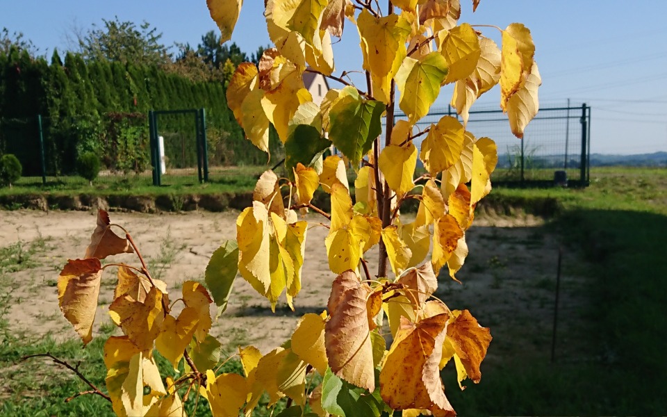 
        Zbiórka DOMnasz - zdjęcie główne
    