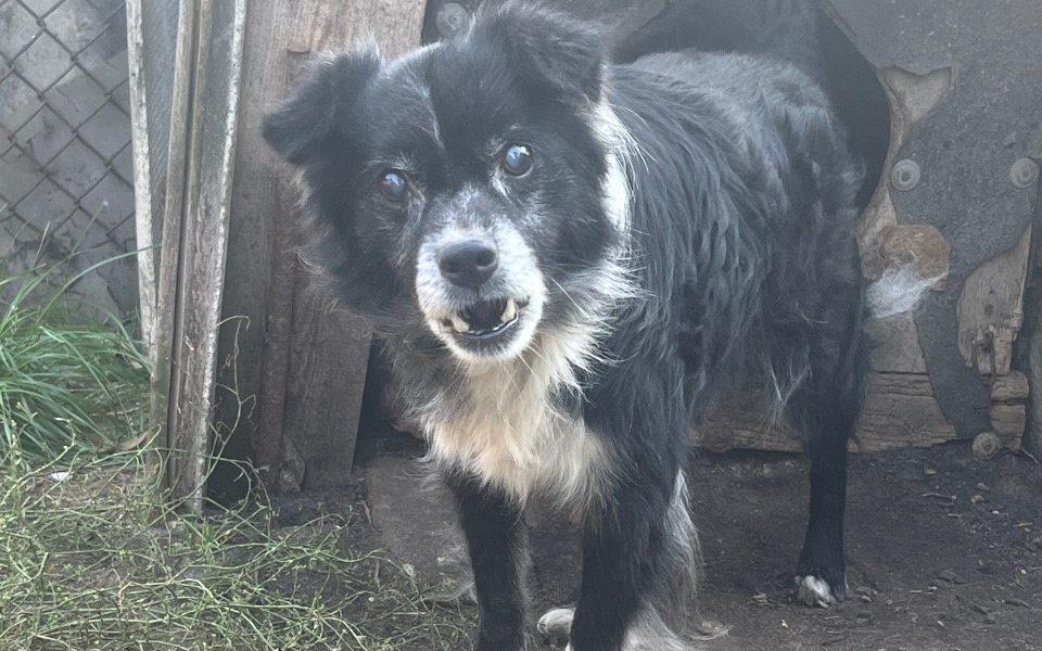 
        Zbiórka Transport psiego staruszka - zdjęcie główne
    