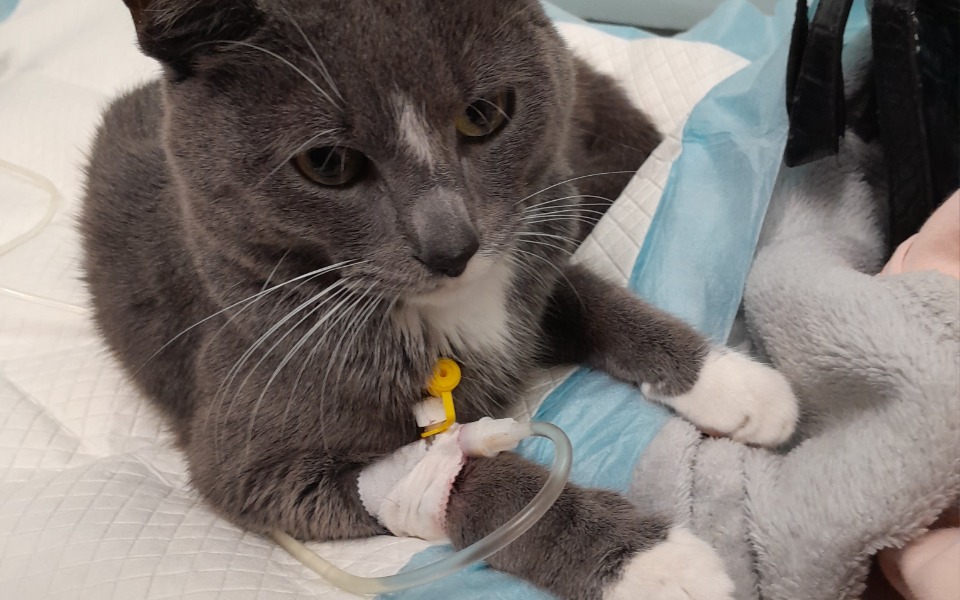 
        Zbiórka Na leczenie Piorunka - zdjęcie główne
    