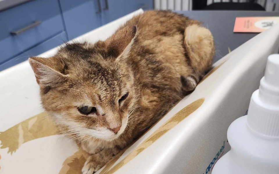 
        Zbiórka Pomoc w leczeniu seniorki - zdjęcie główne
    