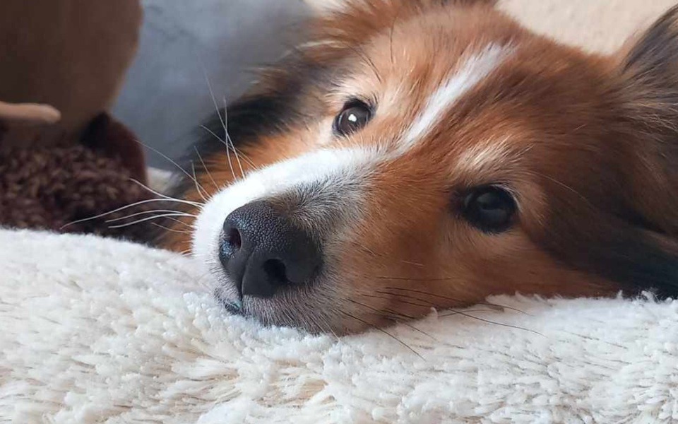 
        Zbiórka Pilna operacja Alusia - zdjęcie główne
    