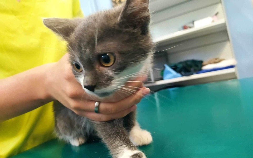 
        Zbiórka Leczenie Chorującej Kotki na FIP - zdjęcie główne
    