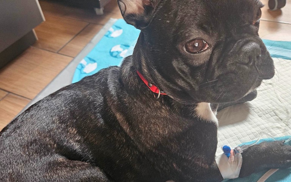 
        Zbiórka Lucy potrzebuje długiego i skomp - zdjęcie główne
    