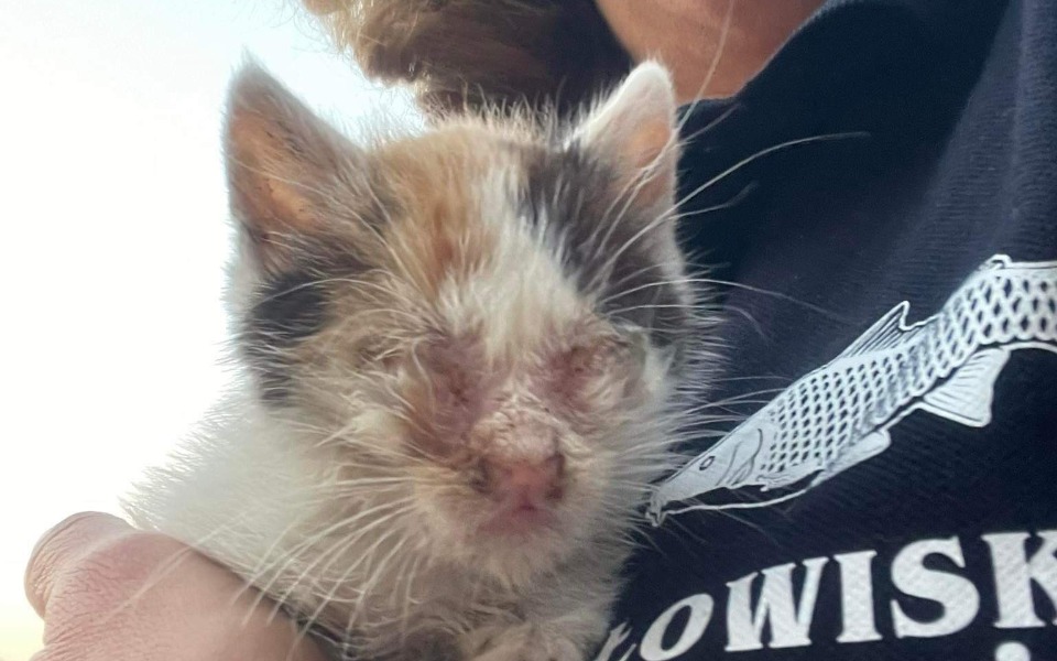 
        Zbiórka 250g kociego nieszczęścia - zdjęcie główne
    