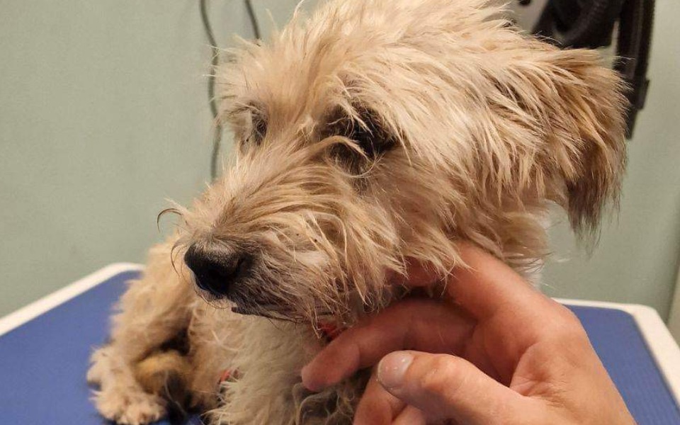 
        Zbiórka Życie bez bólu dla Tolusia - zdjęcie główne
    