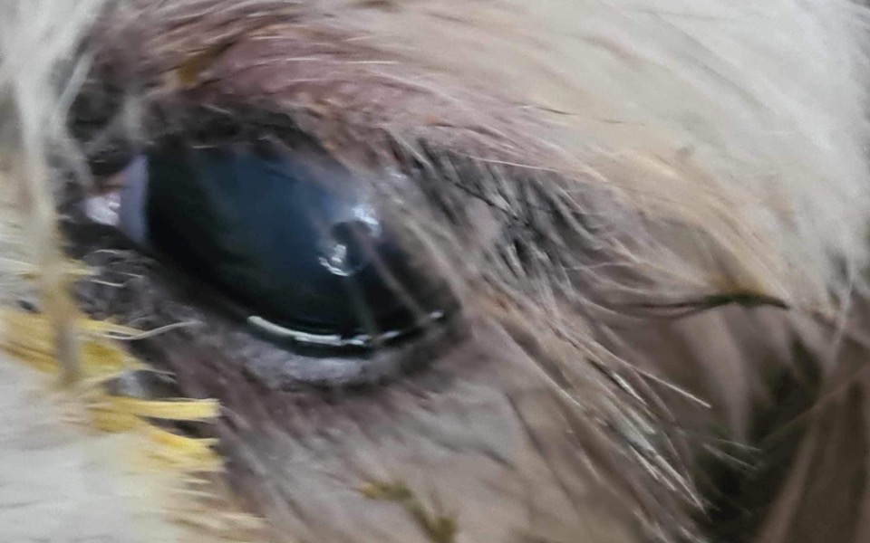 
        Zbiórka Pomoc dla chorej Yumi - zdjęcie główne
    