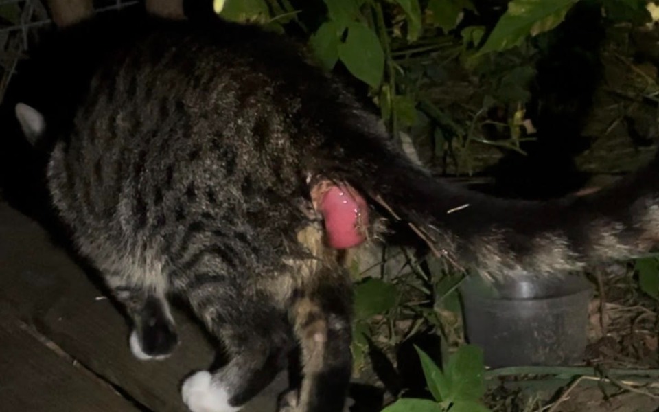 
        Zbiórka Pomóż nam uratować chore kotki - zdjęcie główne
    