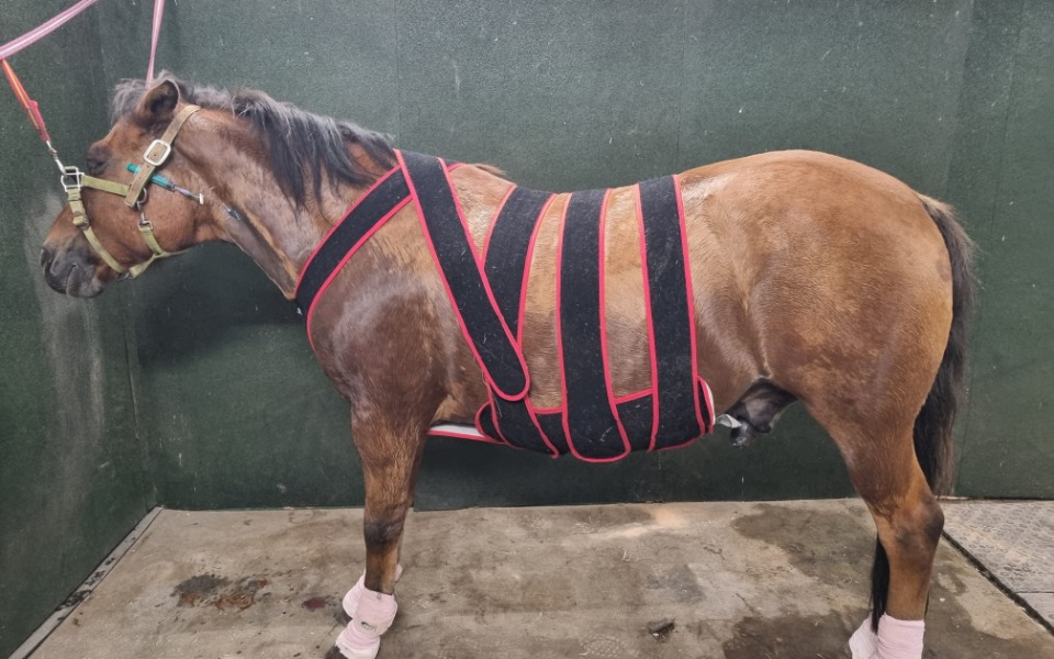 
        Zbiórka Ratowanie życia Absynta - zdjęcie główne
    