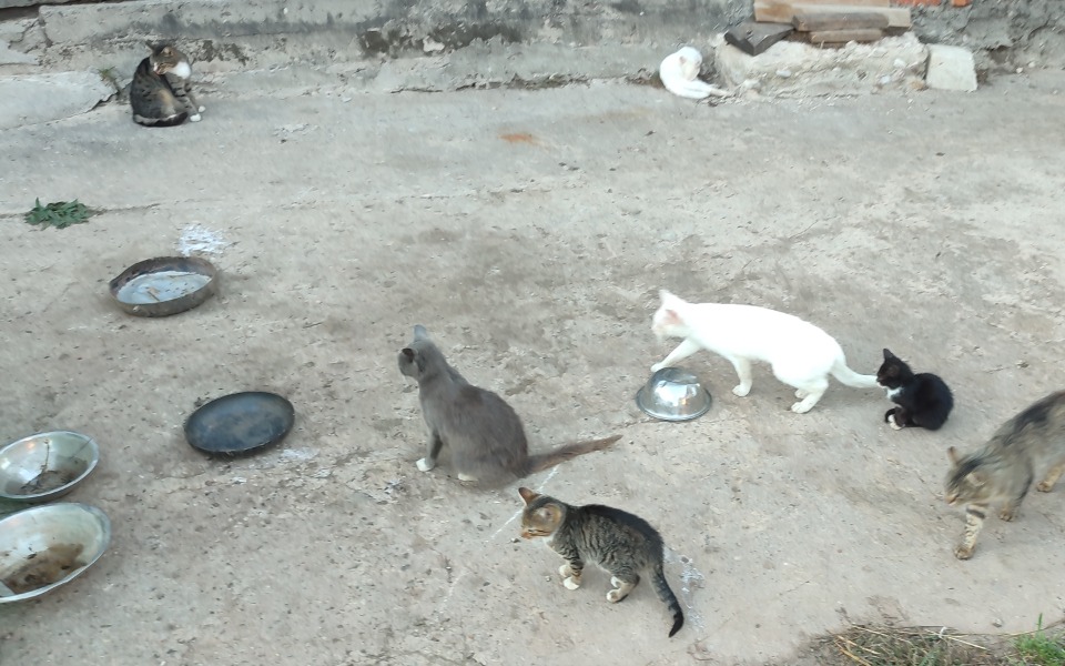 
        Zbiórka Sterylizacja kotek.. - zdjęcie główne
    