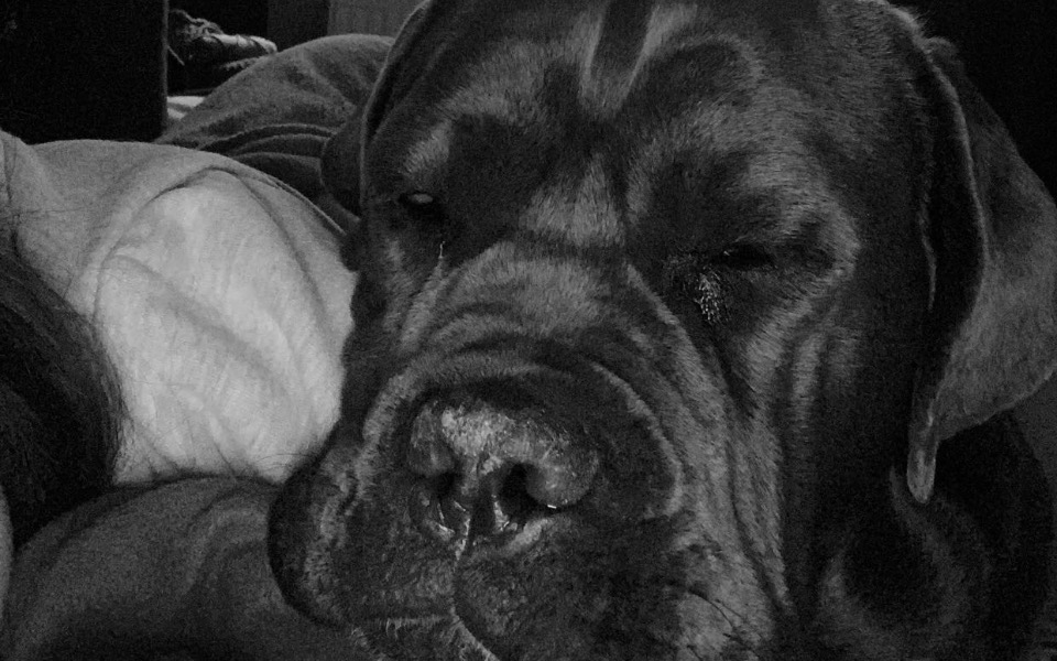 
        Zbiórka Leczenie mojej psiny - zdjęcie główne
    