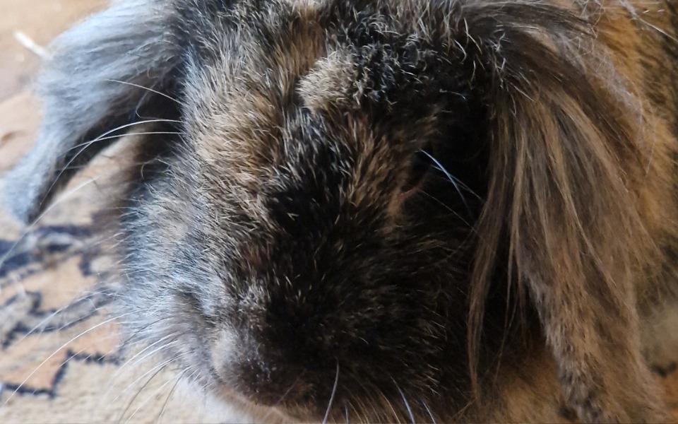 
        Zbiórka Na Leczenie Królika - Tośki - zdjęcie główne
    