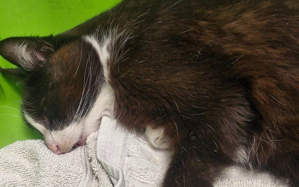 
        Kot śpiący na ręczniku, z zamkniętymi oczami.
    