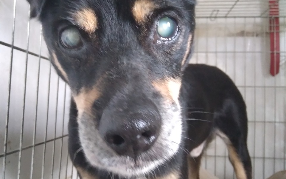 
        Zbiórka Na karme dla dziadeczków - zdjęcie główne
    