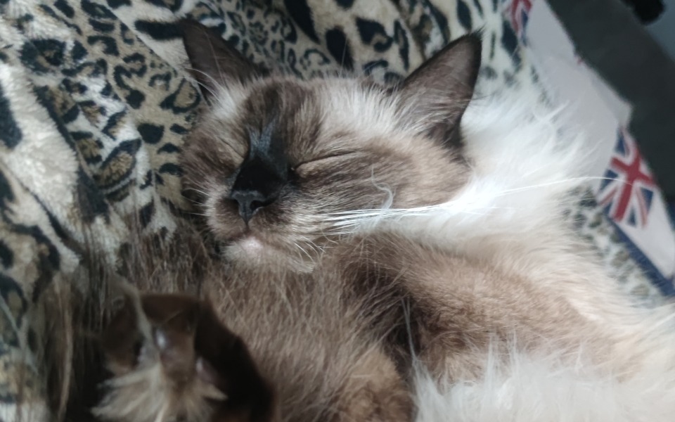 
        Zbiórka badania kotka - zdjęcie główne
    