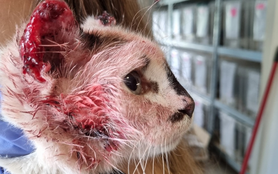 
        Zbiórka Kot z głową całą we krwi - zdjęcie główne
    