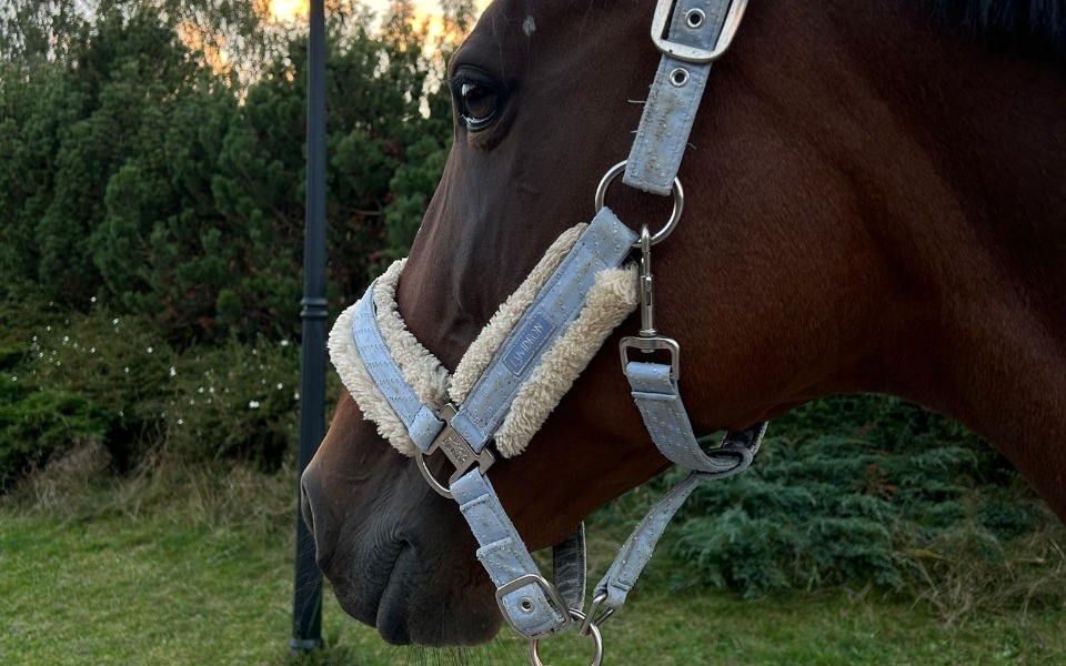 
        Zbiórka Pomoc dla Olyca - zdjęcie główne
    