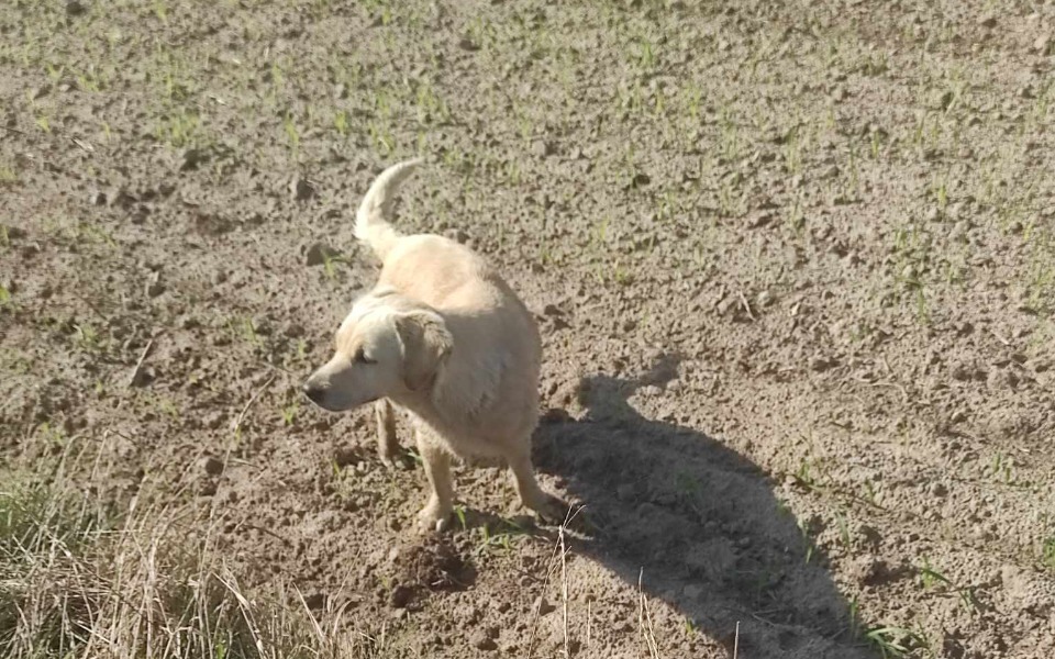 
        Zbiórka Sterylizacja psa lusi - zdjęcie główne
    