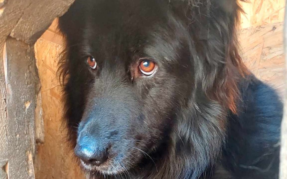 
        Zbiórka Lepsze życie dla Hebana. - zdjęcie główne
    