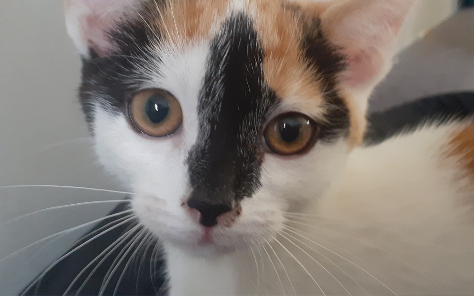 
        Zbiórka Leczenie Kotki Magii - zdjęcie główne
    