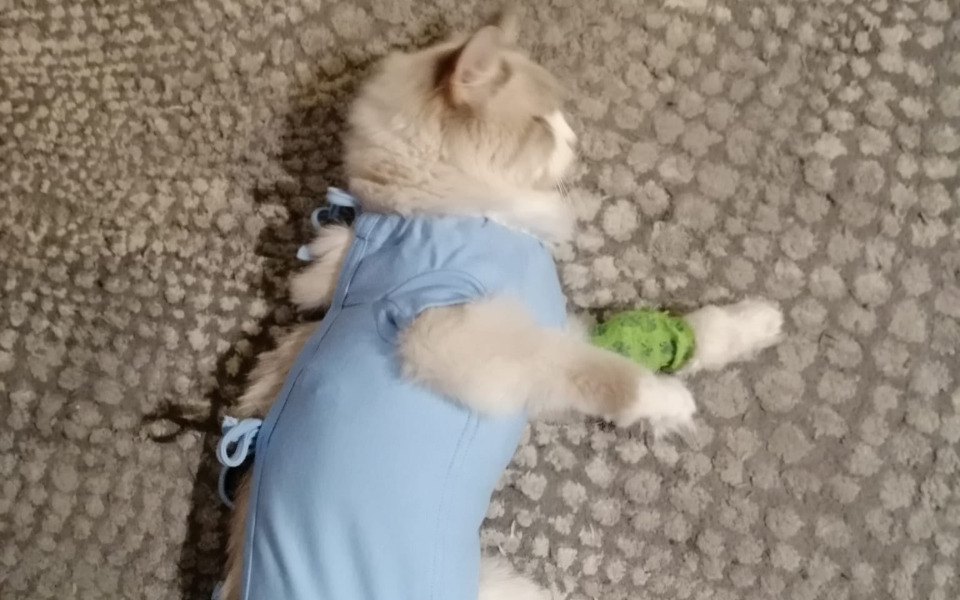 
        Zbiórka Dalsze leczenie kotki Luny - zdjęcie główne
    