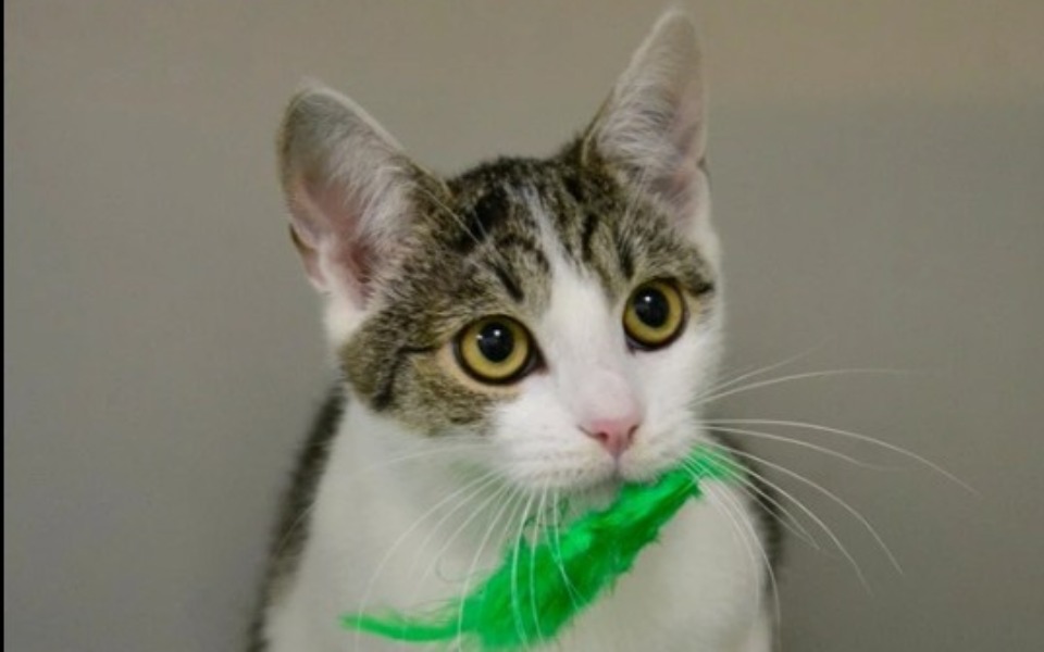 
        Zbiórka Utrzymanie kociarni X - XIl - zdjęcie główne
    