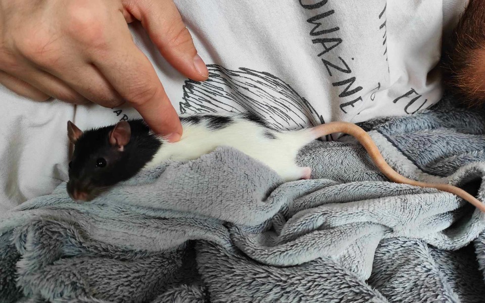 
        Zbiórka Ciulowe Hospicjum pełne zwierząt - zdjęcie główne
    