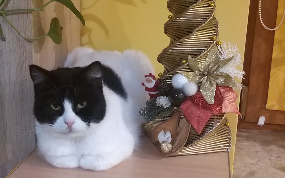 
        Zbiórka Na operację kotki Pusi - zdjęcie główne
    