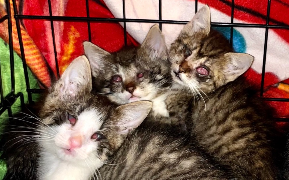 
        Zbiórka Transport dla trzech ślepaczków - zdjęcie główne
    