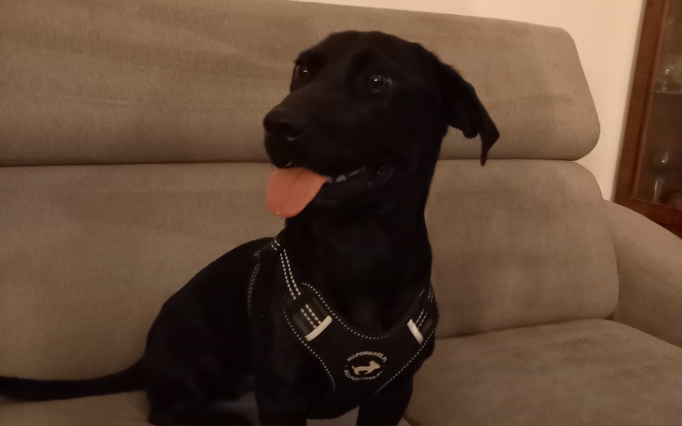 Zbiórka Leczenie Larrego - zdjęcie główne