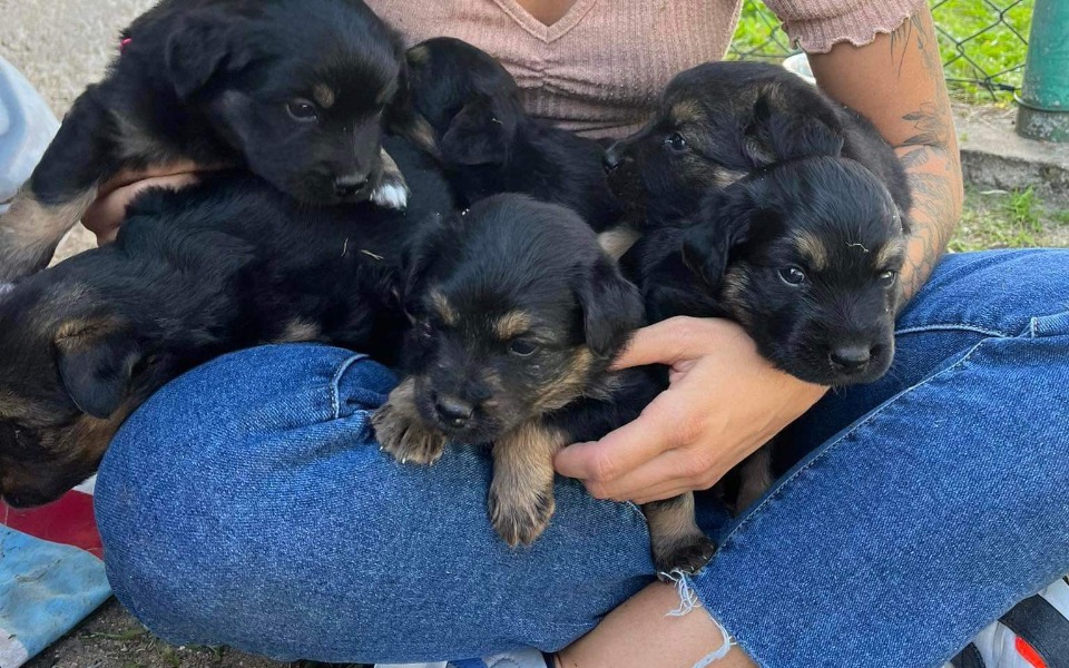 Zbiórka Na transport dla szczeniaków - zdjęcie główne