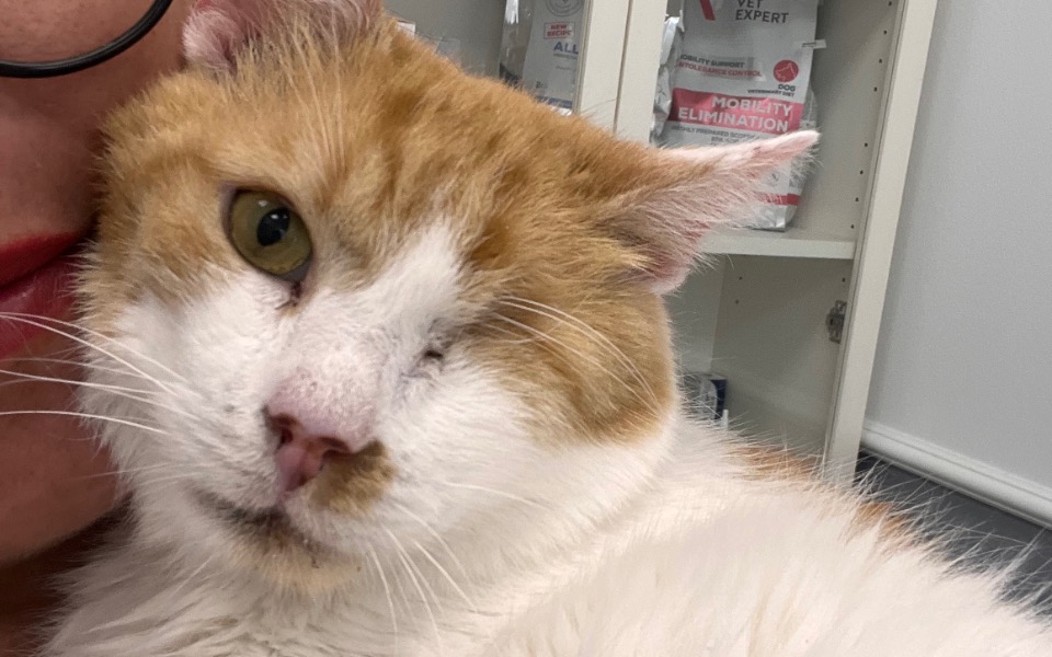 
        Zbiórka Frytek zbiera na usunięcie zębów - zdjęcie główne
    