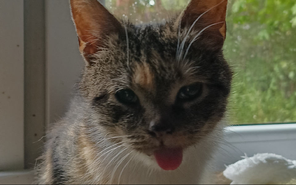 
        Zbiórka Pomóżmy Babci mieć lepsze życie - zdjęcie główne
    