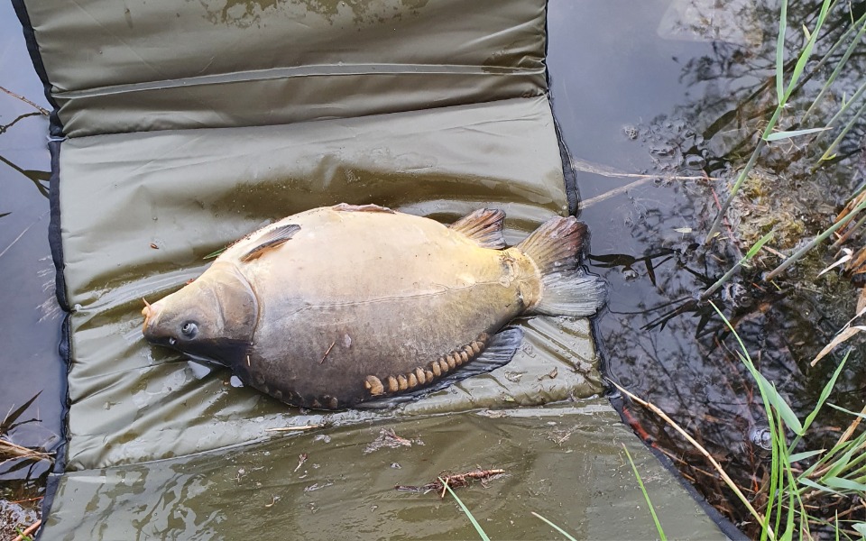 
        Zbiórka Na rozwój karpiarstwa - zdjęcie główne
    
