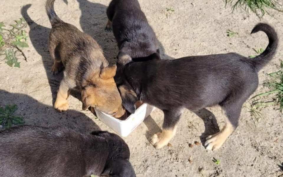 
        Zbiórka Mogły tam umrzeć - zdjęcie główne
    