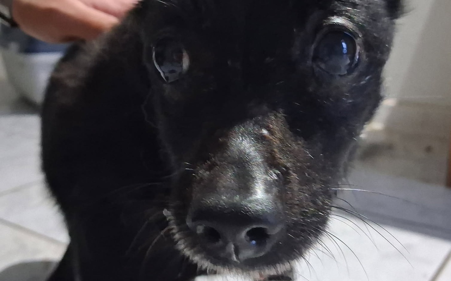 
        Czarny pies z dużymi oczami, patrzący w obiektyw.
    