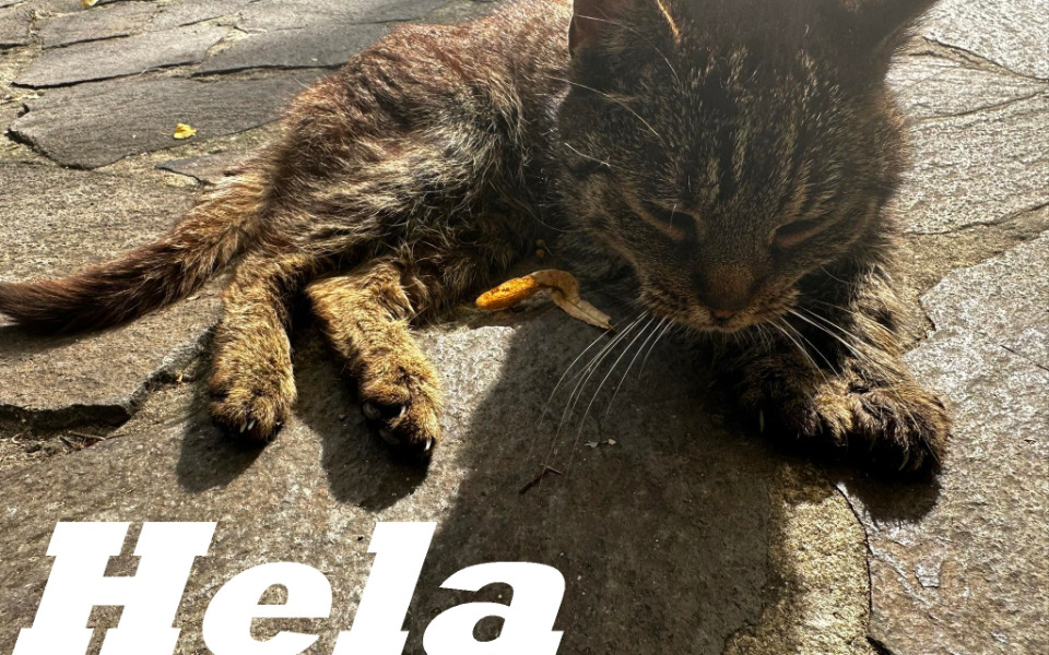 
        Zbiórka Hela oraz inne kociaki - zdjęcie główne
    