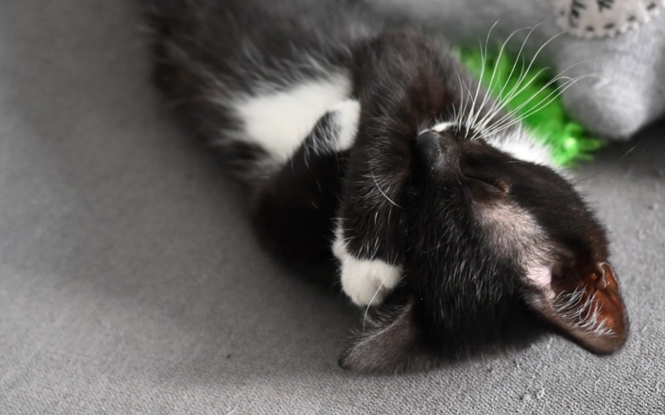 
        Zbiórka Zapalenie otrzewnej u Zefira - zdjęcie główne
    