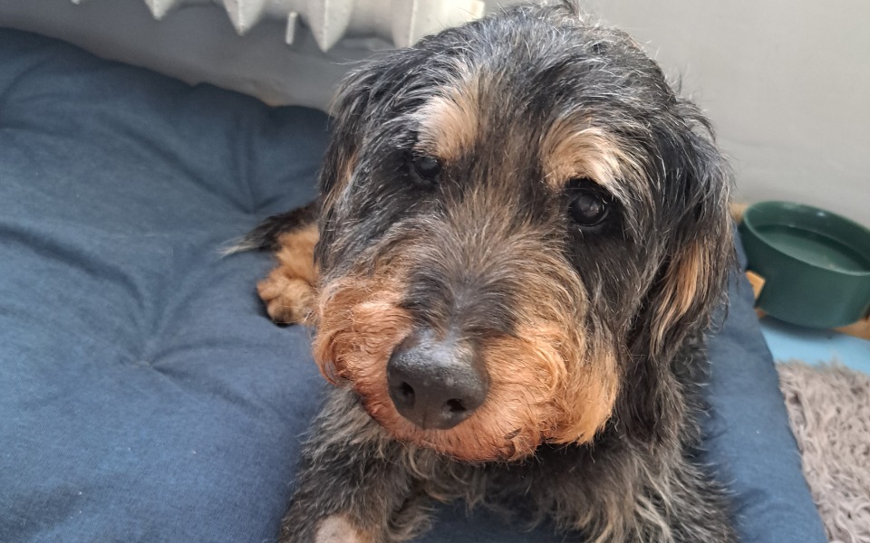 
        Zbiórka Zdrowy uśmiech dla Zacka - zdjęcie główne
    