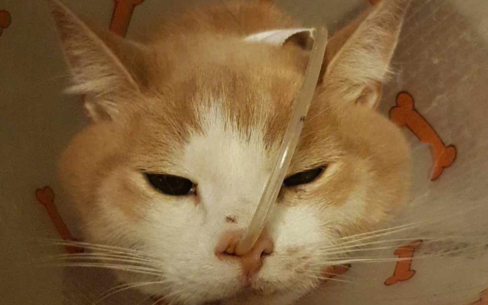 
        Zbiórka Alfik po rozległej operacji - zdjęcie główne
    