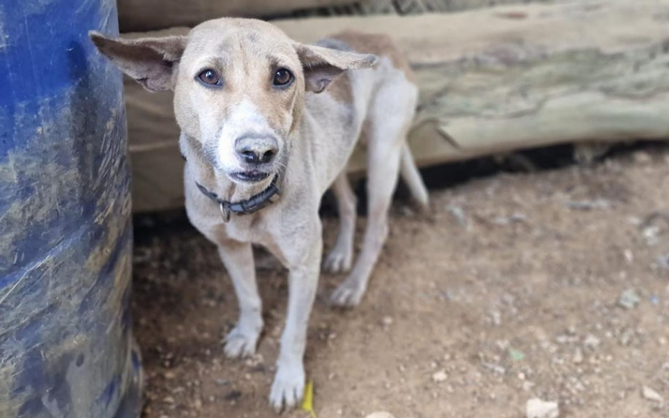 
        Zbiórka Dziękujemy za wsparcie CHARLIEGO - zdjęcie główne
    