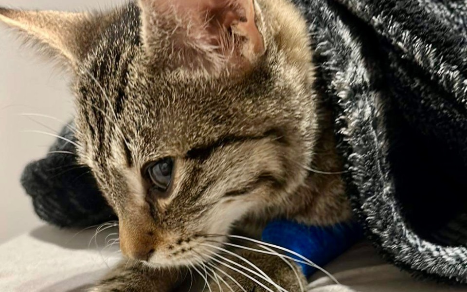 
        Zbiórka Leczenie małego Steviego - zdjęcie główne
    